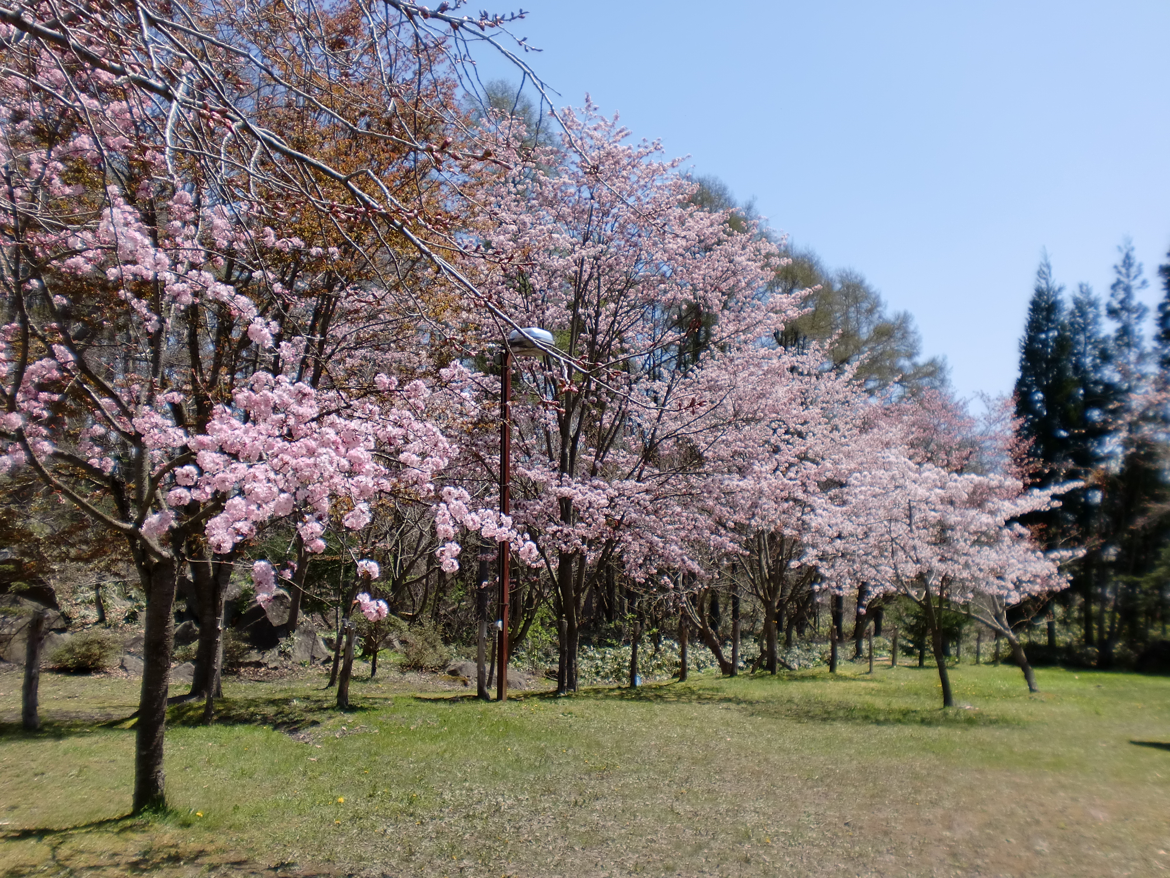 有珠善光寺の1000本桜と伊達特産の藍染体験 札幌発着 5 8 札幌 びもーる