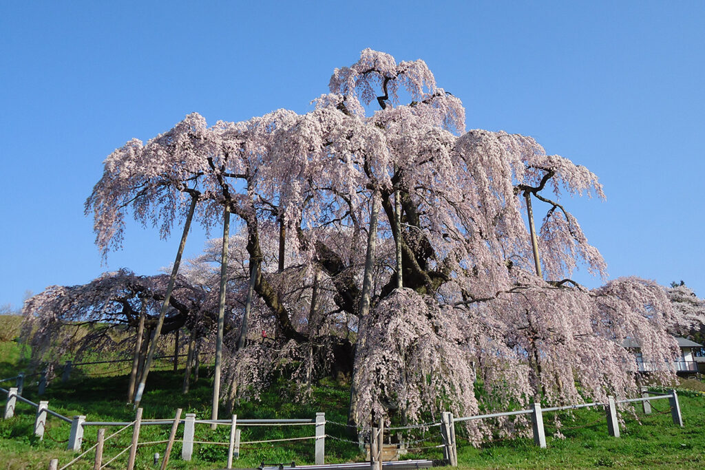 新日本海フェリーで行く東北桜の名所　三春滝桜・鶴ヶ城と大内宿・塔のへつり