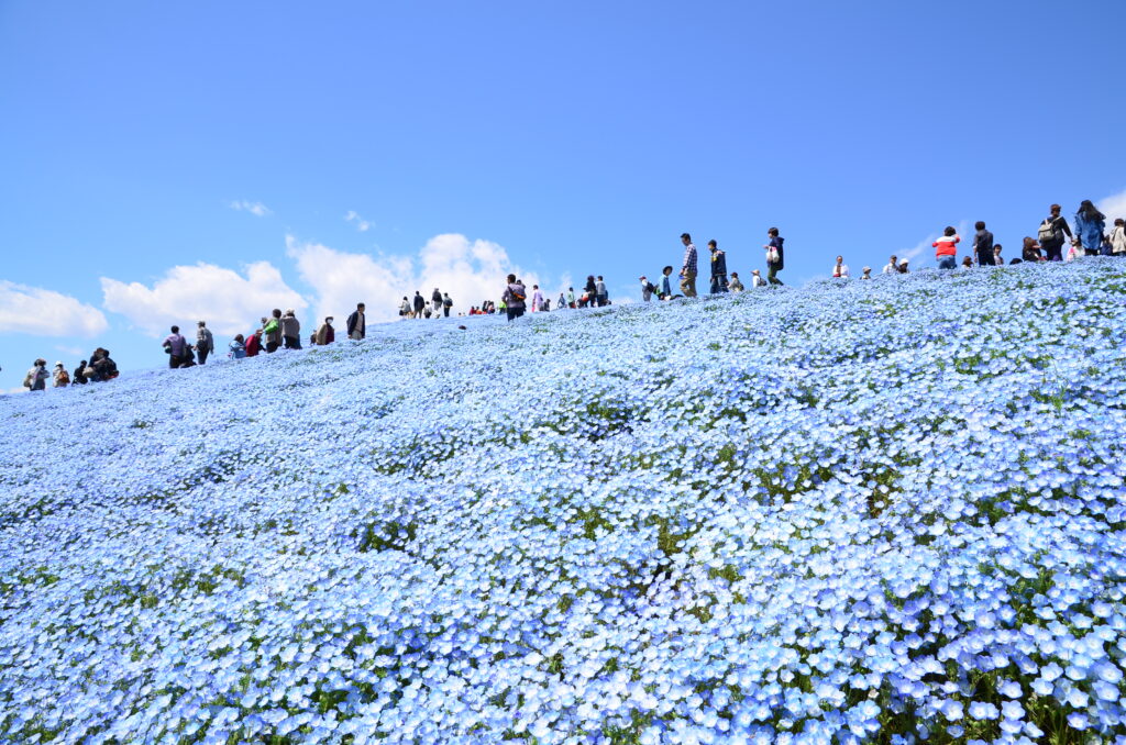 商船三井さんふらわあで行く　ひたち海浜公園 <br>ネモフィラ鑑賞・あしかがフラワーパーク・袋田の滝・竜神大吊橋