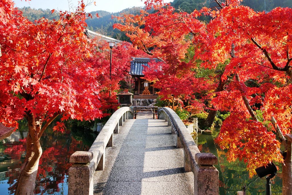 新日本海フェリーで行く　　京都の文化財と紅葉名所　東寺ライトアップ・風神雷神図屛風・法堂天井画双龍図