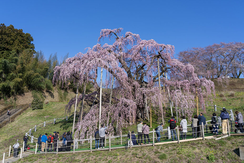 新日本海フェリーで行く東北桜の名所　三春滝桜・鶴ヶ城と大内宿・塔のへつり