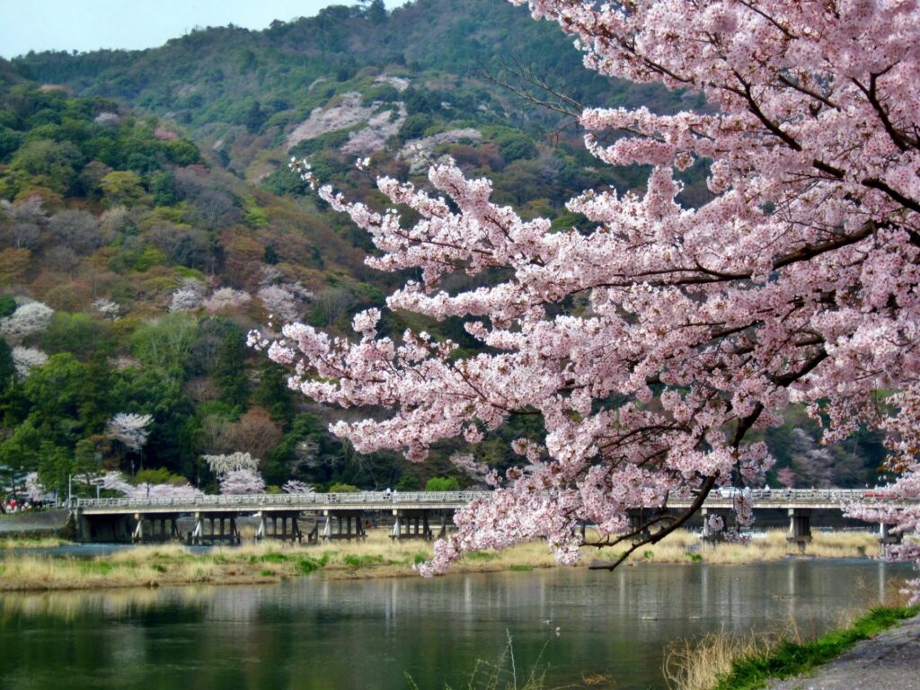 新日本海フェリーで行く　京都の文化財と桜名所＜国宝 鳥獣人物戯画・嵐山・美山かやぶきの里＞　