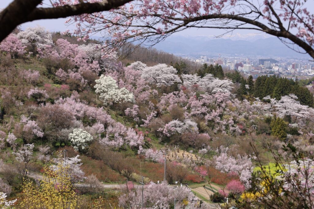 太平洋フェリーで行く東北桜の名所　花見山・船岡城址