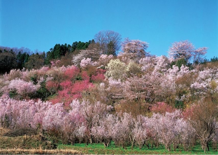 太平洋フェリーで行く東北桜の名所　花見山・船岡城址