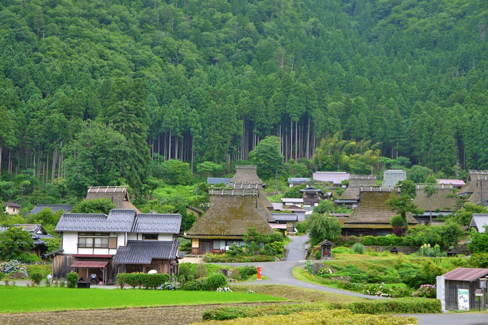 新日本海フェリーで行く　京都の文化財と桜名所＜国宝 鳥獣人物戯画・嵐山・美山かやぶきの里＞　