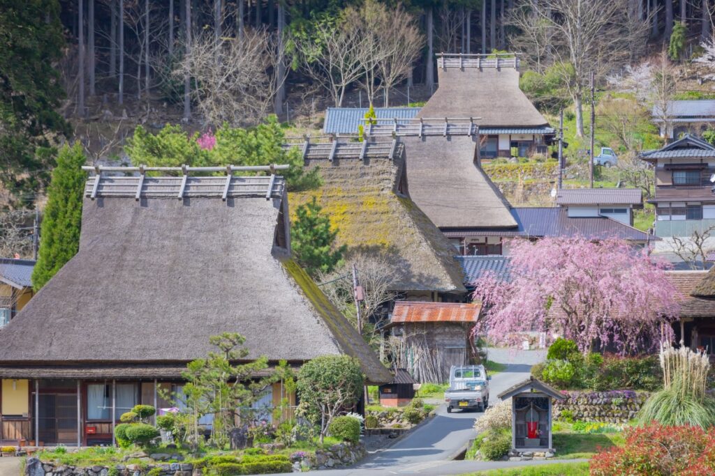 新日本海フェリーで行く　京都の文化財と桜名所＜国宝 鳥獣人物戯画・嵐山・美山かやぶきの里＞　