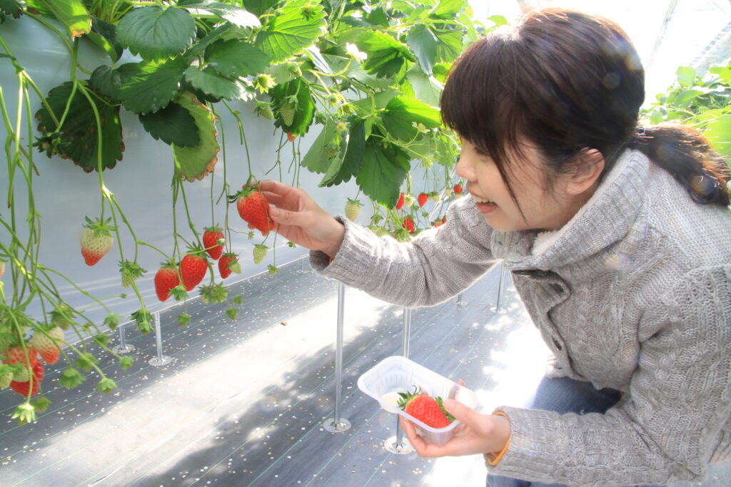 太平洋フェリーで行く　　伊勢神宮内宮参拝と三重いちご狩り　　いちご1パック(250g前後)お持ち帰り付き