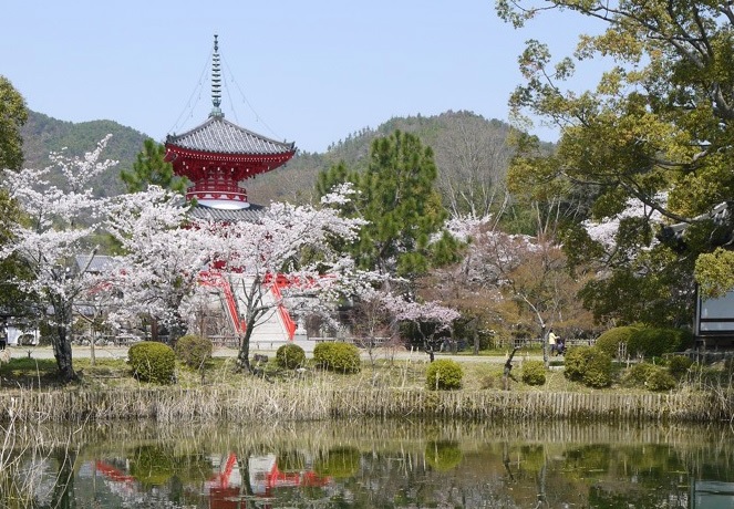 新日本海フェリーで行く　京都の文化財と桜名所＜国宝 鳥獣人物戯画・嵐山・美山かやぶきの里＞　