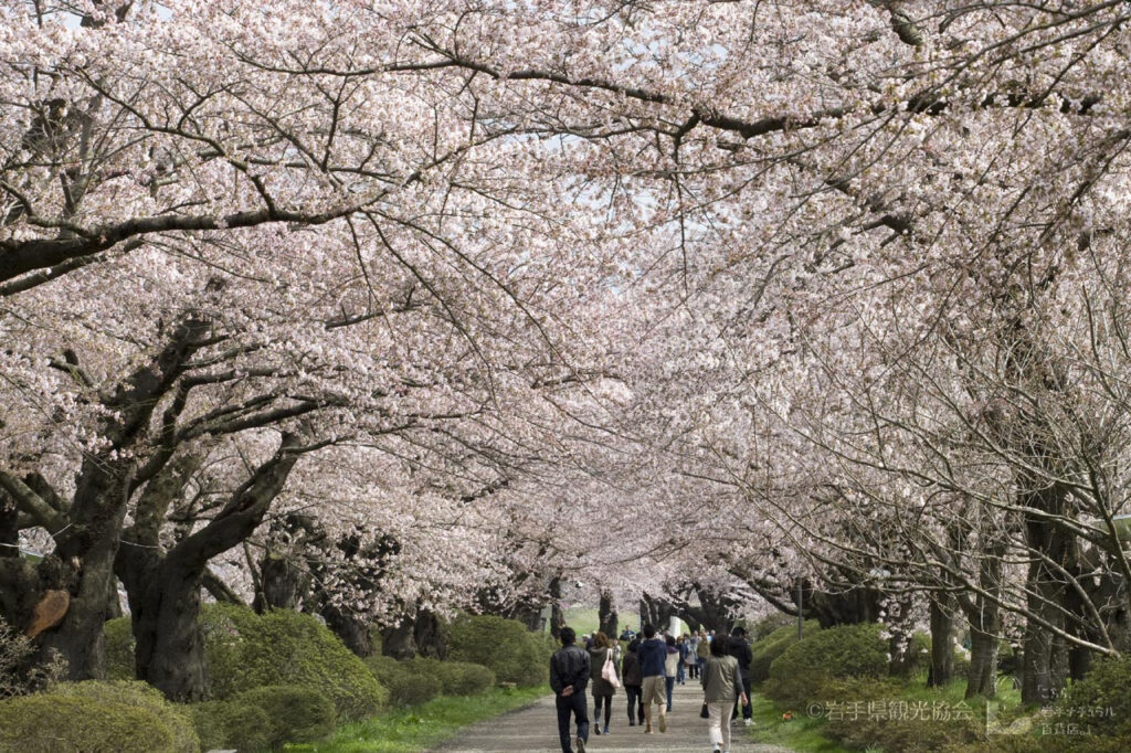 太平洋フェリーで行く東北桜の名所　北上展勝地と中尊寺・厳美渓