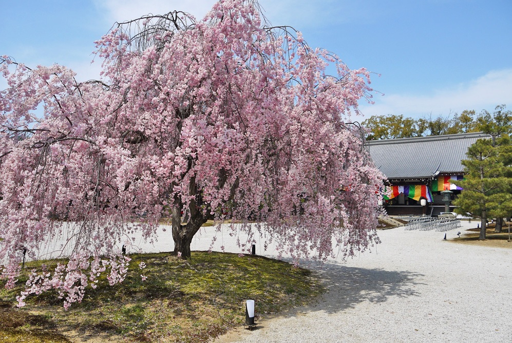 新日本海フェリーで行く　京都の文化財と桜名所＜国宝 鳥獣人物戯画・嵐山・美山かやぶきの里＞　