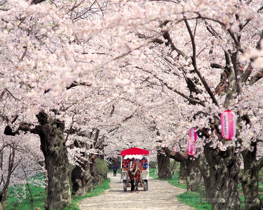 太平洋フェリーで行く東北桜の名所　北上展勝地と中尊寺・厳美渓