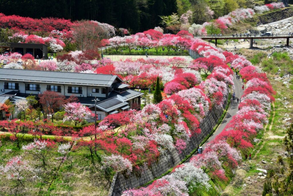 太平洋フェリーで行く　日本一の桃源郷「花桃の里」と旧中山道の宿場町「馬籠宿」