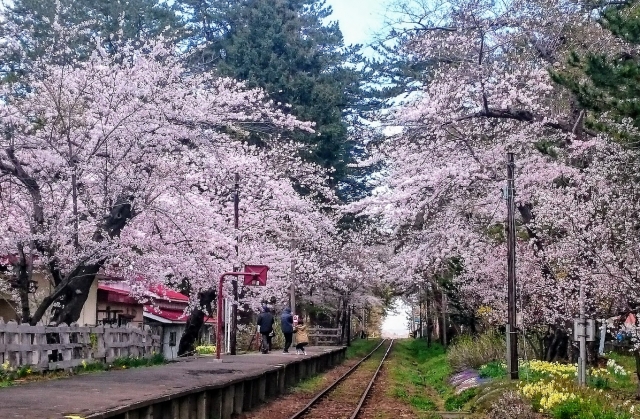 ＜4/28発＞ 東北の桜名所めぐり＜弘前城・芦野公園・大潟菜の花ロード＞　秋田航路25周年記念