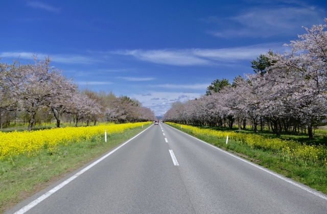 ＜4/12発＞ 東北の桜名所めぐり＜角館・弘前城・大潟菜の花ロード＞　秋田航路25周年記念