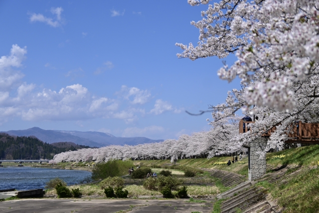 ＜4/12発＞ 東北の桜名所めぐり＜角館・弘前城・大潟菜の花ロード＞　秋田航路25周年記念