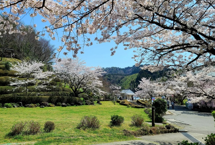 新日本海フェリーで行く　佐渡島と新潟の桜名所　＜祝！世界文化遺産登録 史跡佐渡金山＞