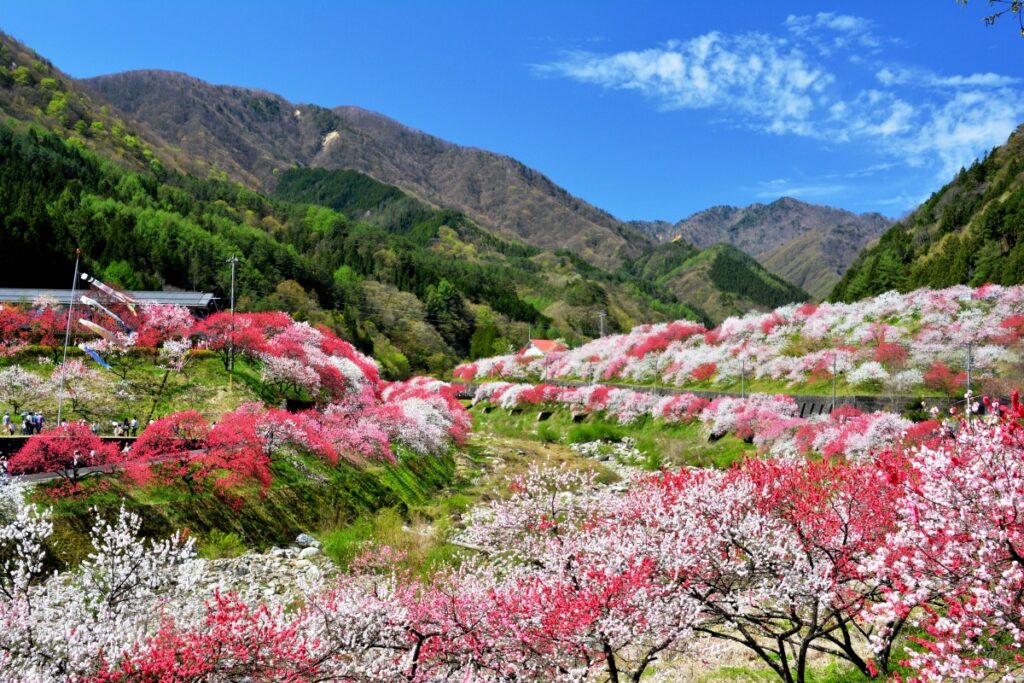 太平洋フェリーで行く　日本一の桃源郷「花桃の里」と旧中山道の宿場町「馬籠宿」