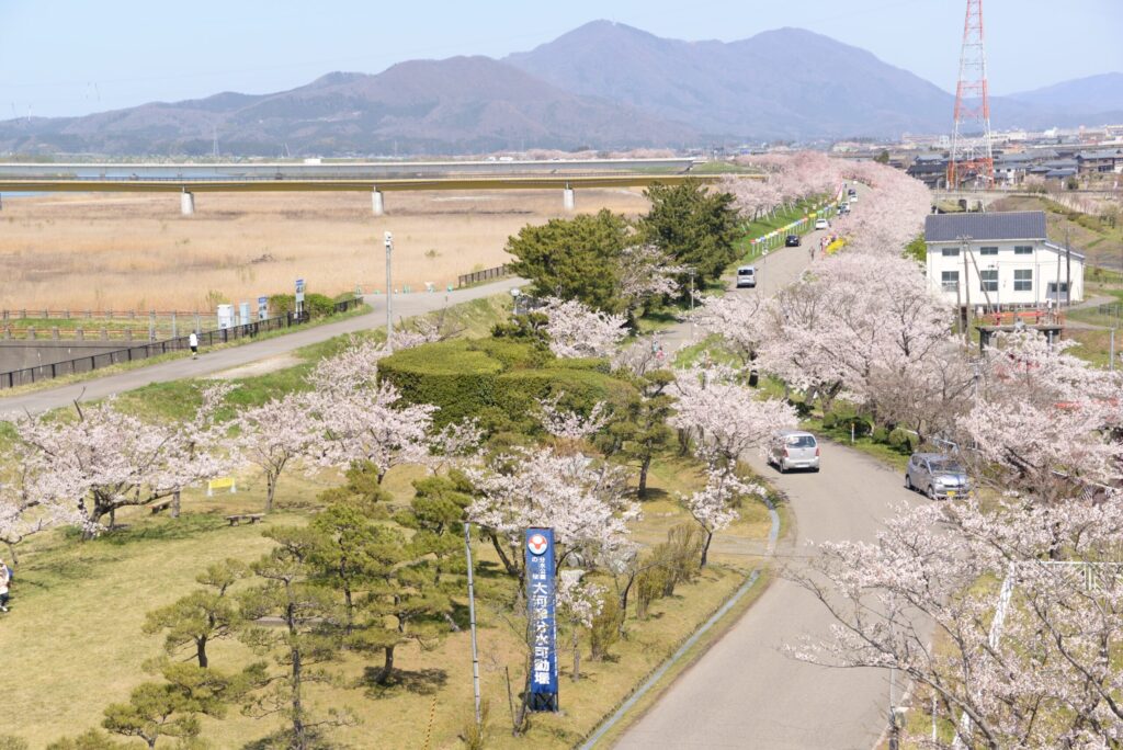 新日本海フェリーで行く　佐渡島と新潟の桜名所　＜祝！世界文化遺産登録 史跡佐渡金山＞