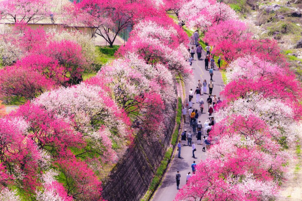 太平洋フェリーで行く　日本一の桃源郷「花桃の里」と旧中山道の宿場町「馬籠宿」