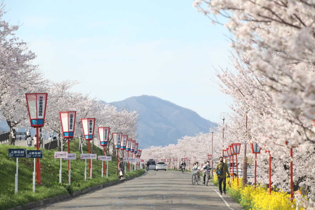 新日本海フェリーで行く　佐渡島と新潟の桜名所　＜祝！世界文化遺産登録 史跡佐渡金山＞