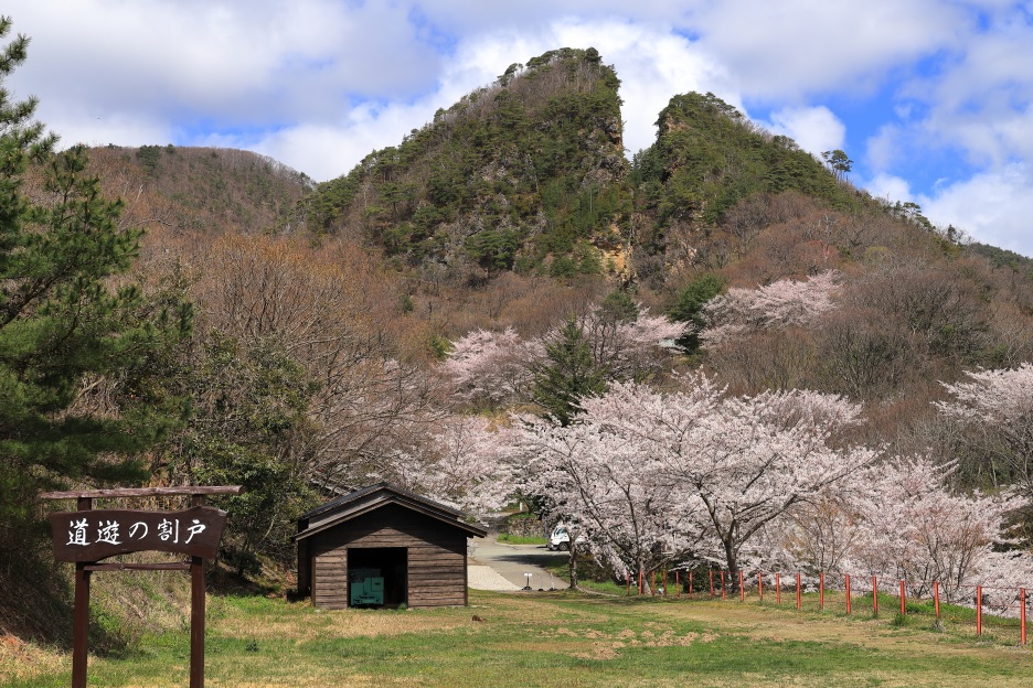 新日本海フェリーで行く　佐渡島と新潟の桜名所　＜祝！世界文化遺産登録 史跡佐渡金山＞