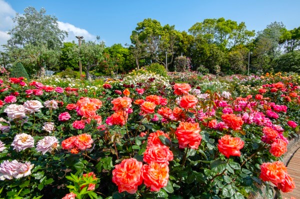 太平洋フェリーで行く　日本最大級の花のテーマ「なばなの里」ネモフィラまつり・春バラまつりと伊勢神宮