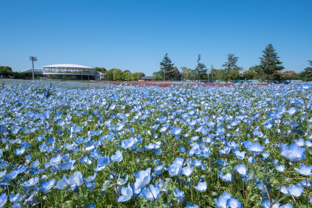 太平洋フェリーで行く　日本最大級の花のテーマ「なばなの里」ネモフィラまつり・春バラまつりと伊勢神宮