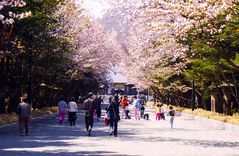 余市・小樽・札幌の桜名所と小樽フェリー停泊船ランチ＆船内見学