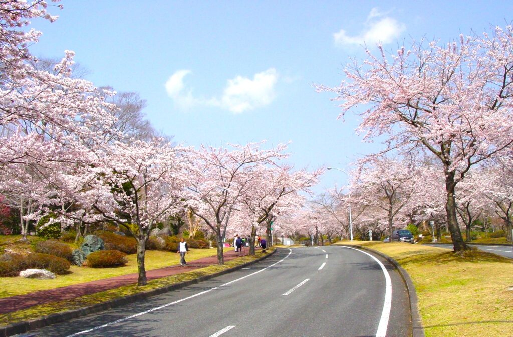 石狩厚田の桜並木とロイズ工場見学・石狩番屋の湯