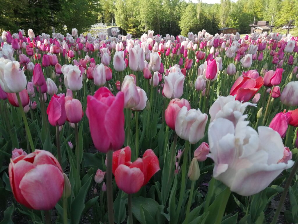 滝野すずらん丘陵公園の花畑とホクレンくるるの杜ランチブッフェ・竹山高原温泉