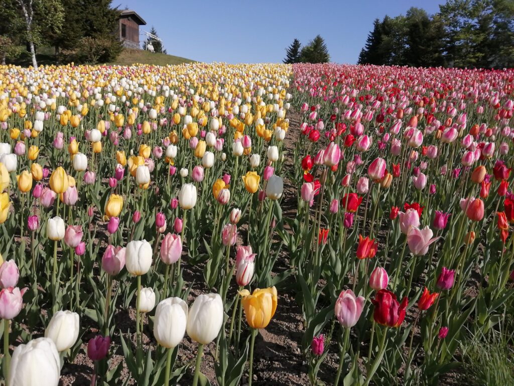 滝野すずらん丘陵公園の花畑とホクレンくるるの杜ランチブッフェ・竹山高原温泉